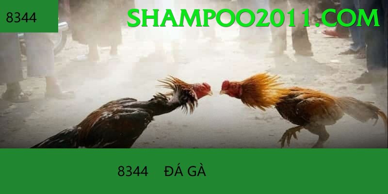 Đá Gà Trực Tiếp - Trải nghiệm tuyệt vời